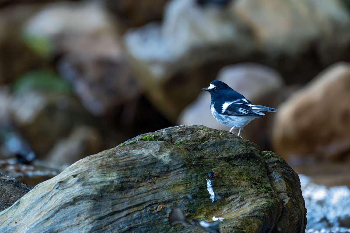 Little Forktail - ML645540786