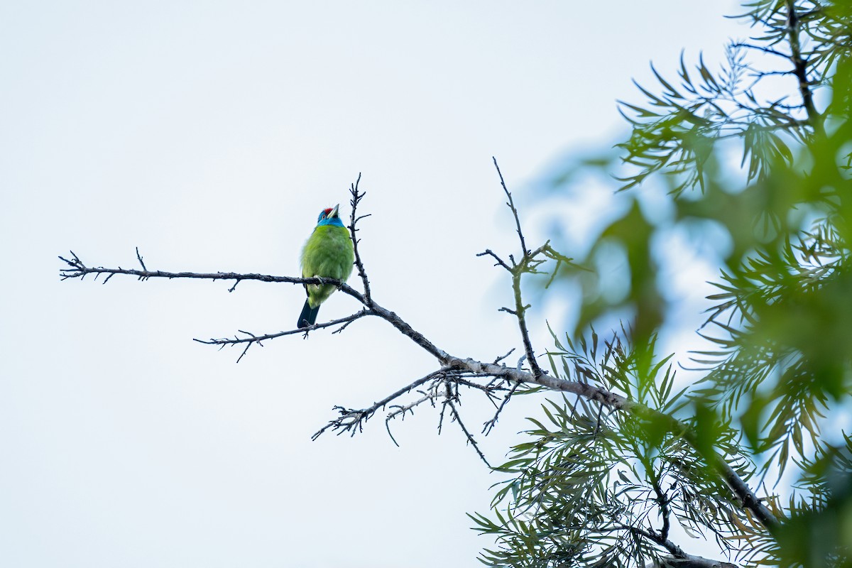 Blue-throated Barbet - ML645540788