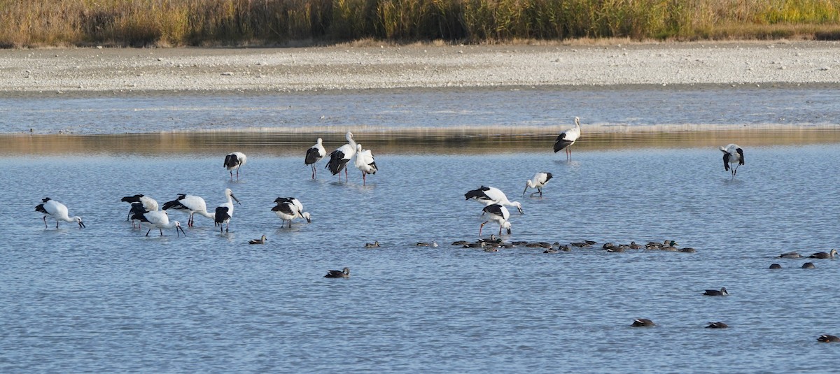 Лелека далекосхідний - ML645540790