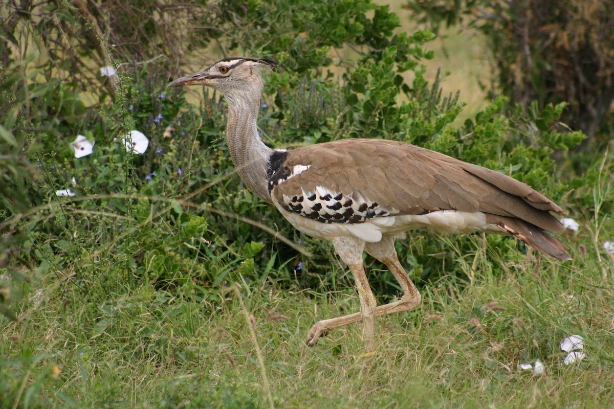 アフリカオオノガン - ML645540793