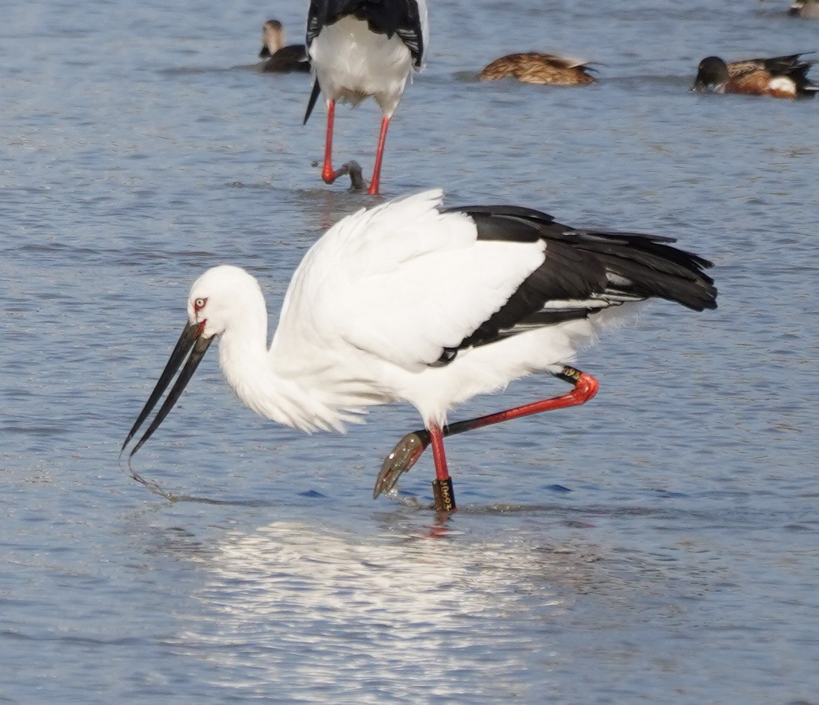 Лелека далекосхідний - ML645540795