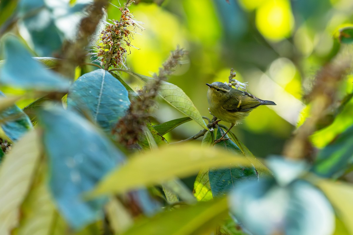 チャバネムシクイ - ML645540798