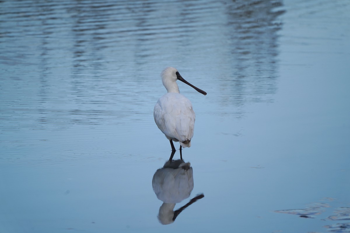 Косар малий - ML645540799
