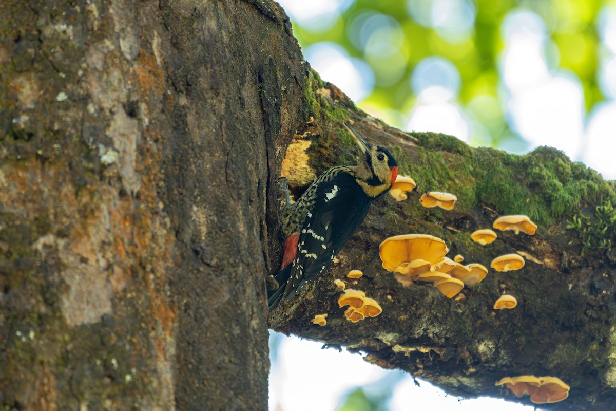 Дятел смугасточеревий - ML645540800