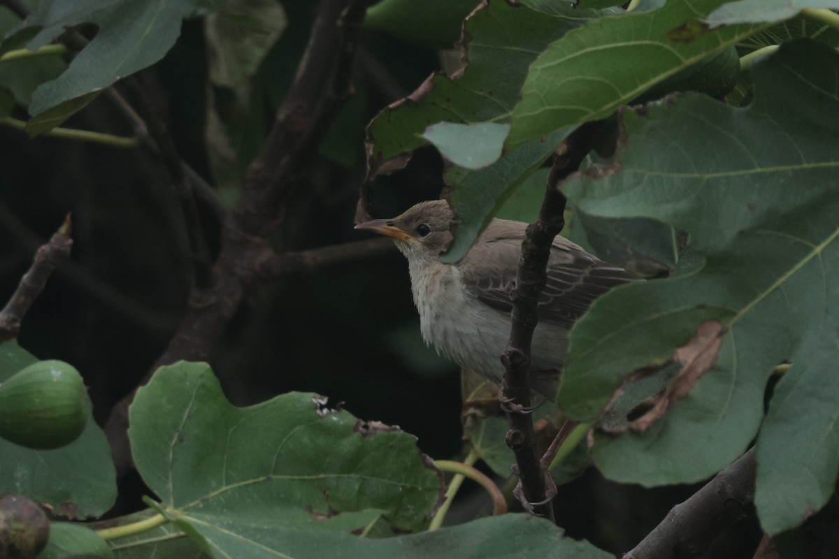 Rosy Starling - ML645540805