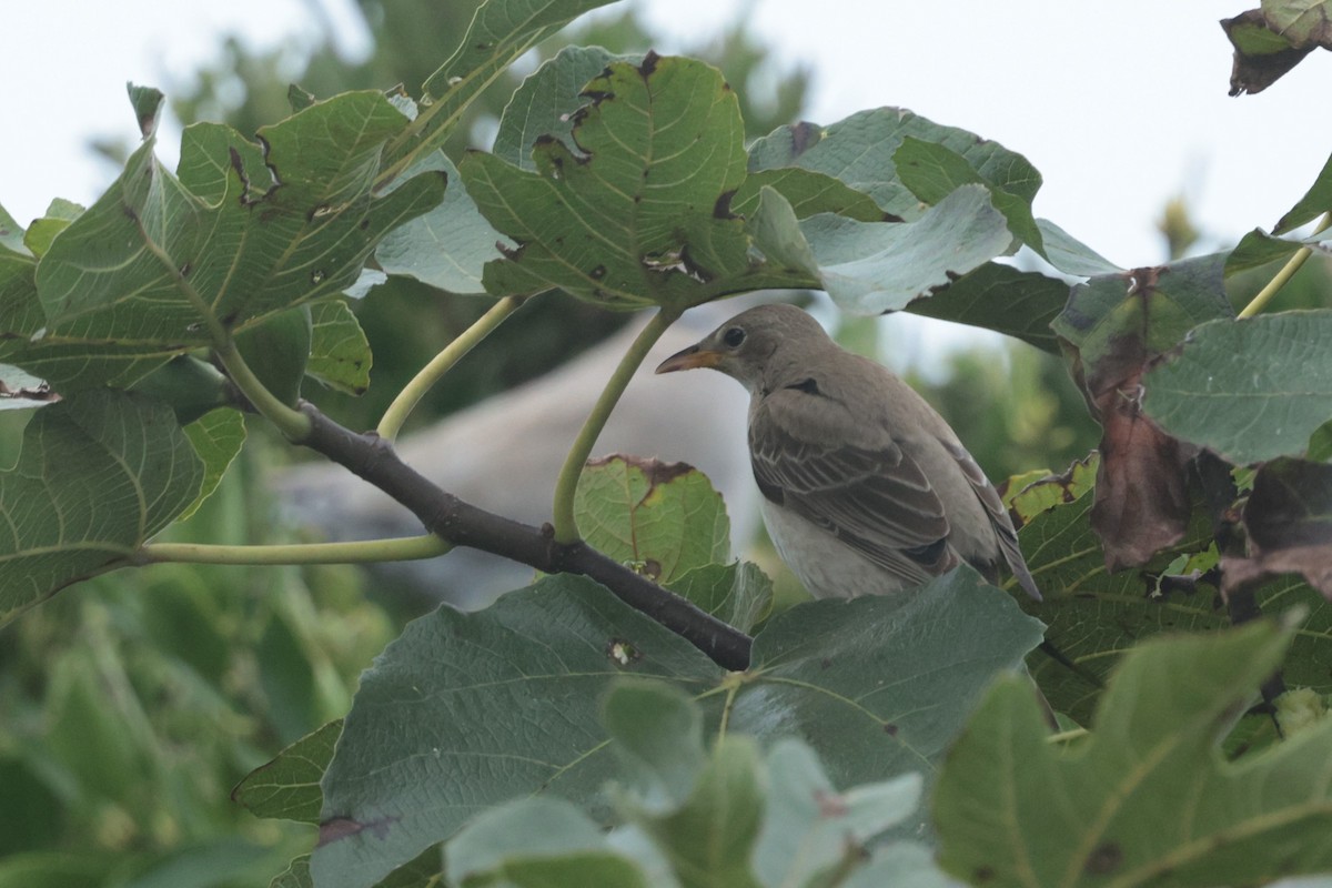 Rosy Starling - ML645540824