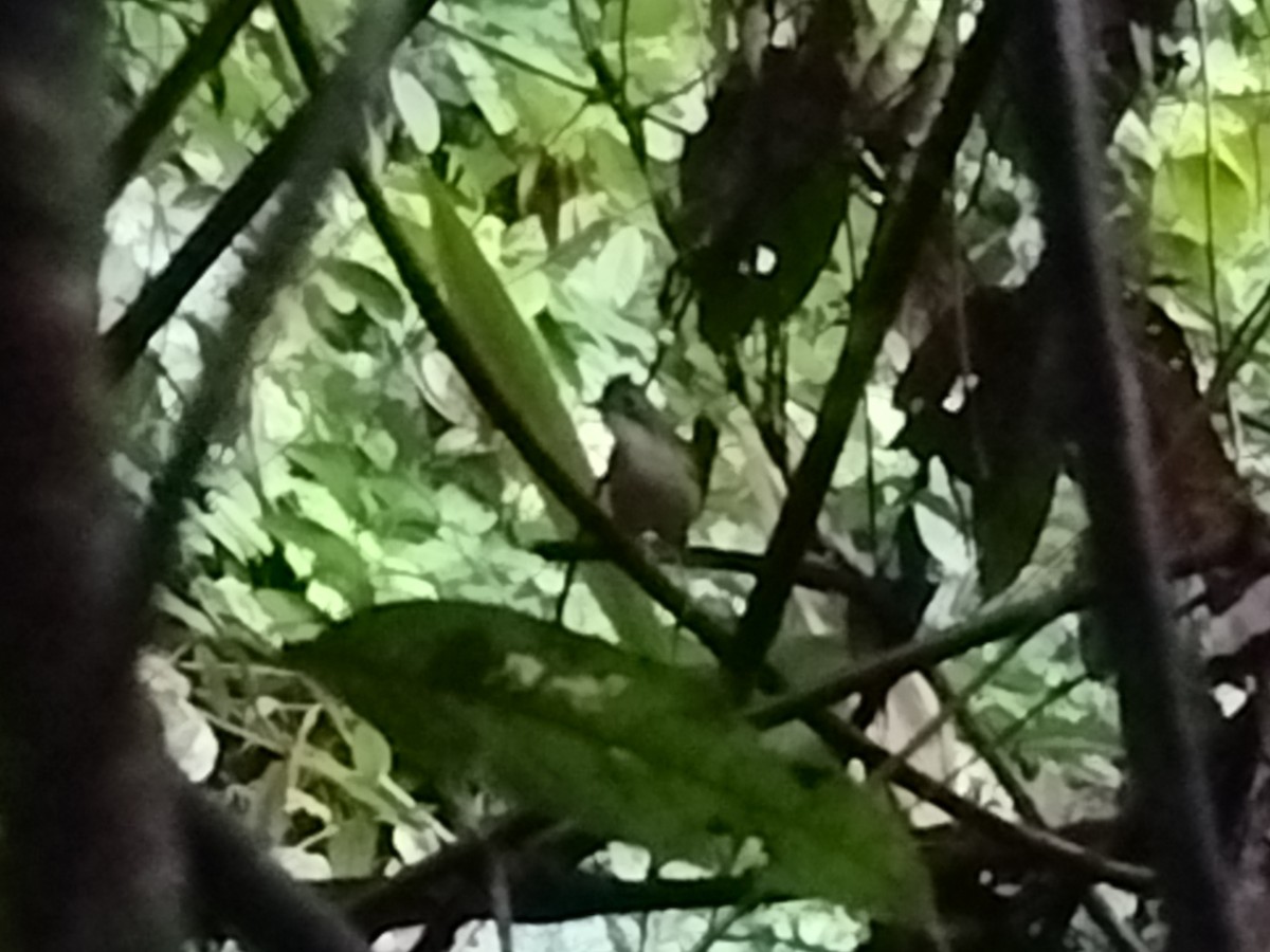 Короткохвостый шелкопёр - ML645540825