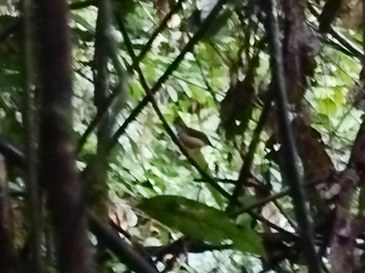 Короткохвостый шелкопёр - ML645540826