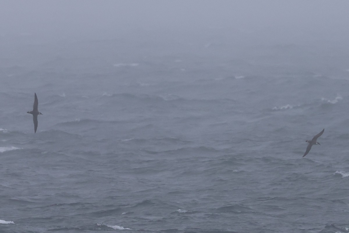 Great Shearwater - ML645540829