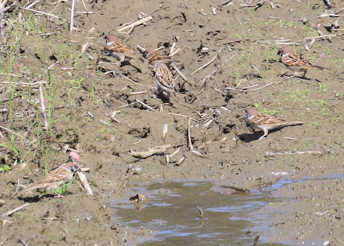 Gorrión Molinero - ML645540830