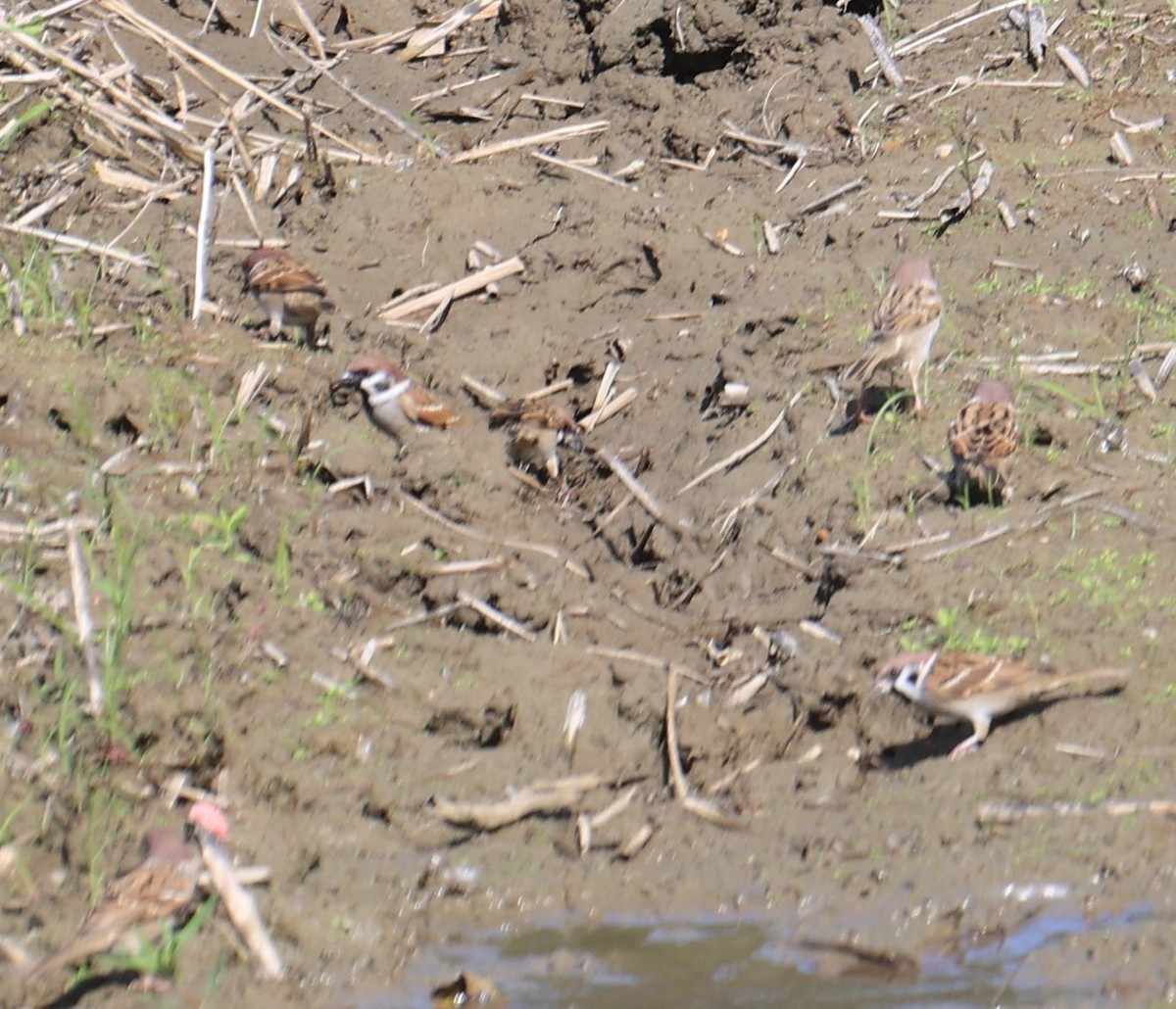 Gorrión Molinero - ML645540831