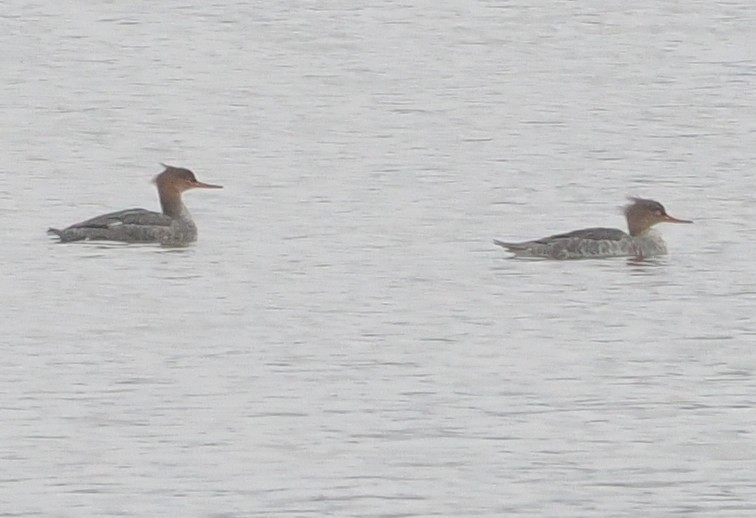 Сэвгэр бохио - ML645540839