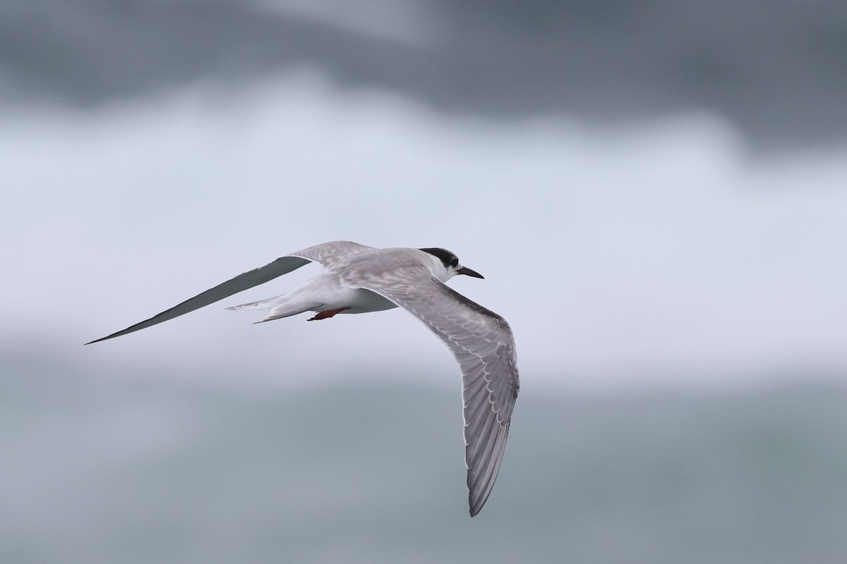 燕鷗 - ML645540845