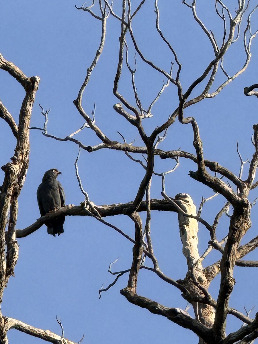 Slender-billed Kite - ML645540876