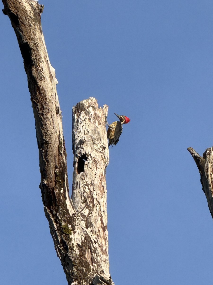 Lineated Woodpecker - ML645540879