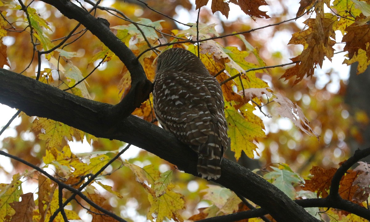 Chouette rayée - ML645540885