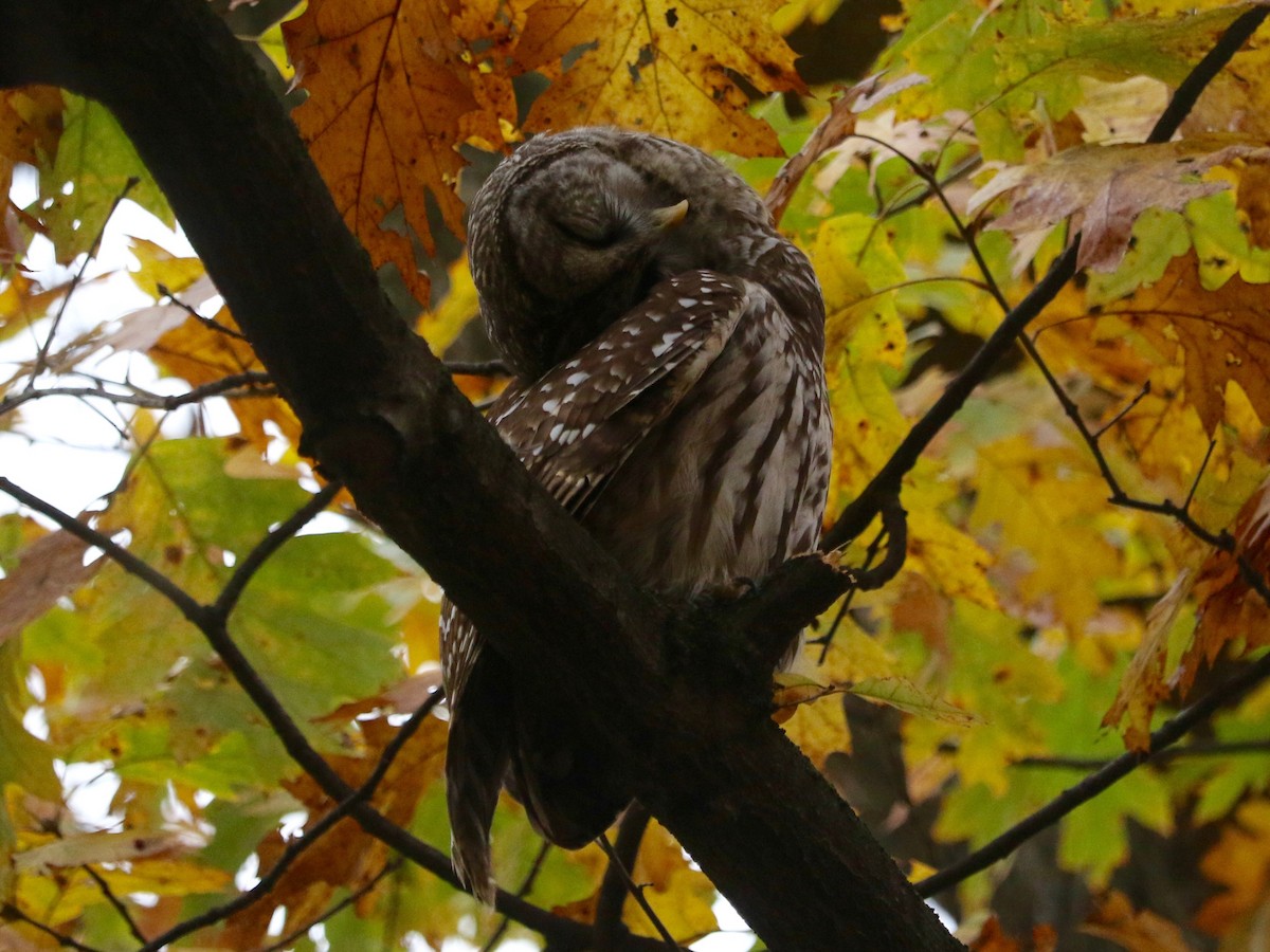 Chouette rayée - ML645540886