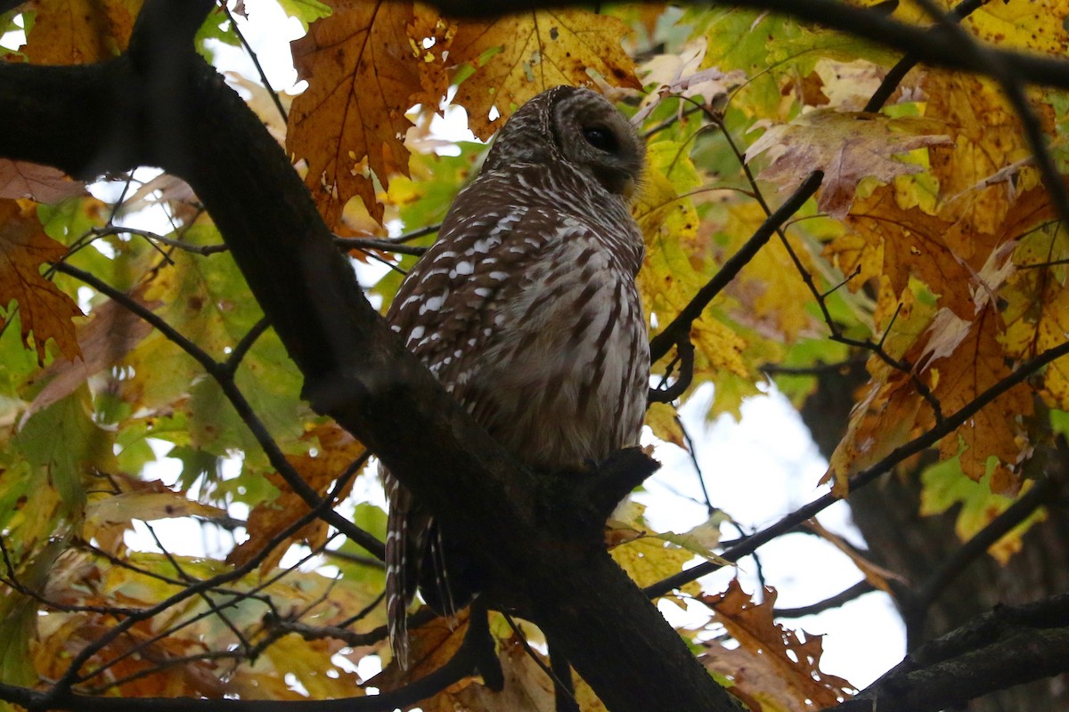 Chouette rayée - ML645540887