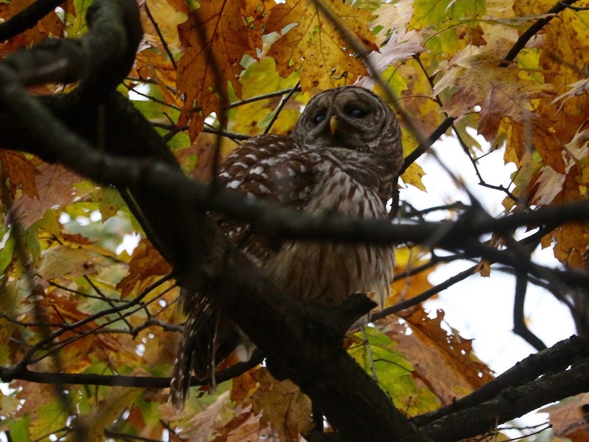 Chouette rayée - ML645540888