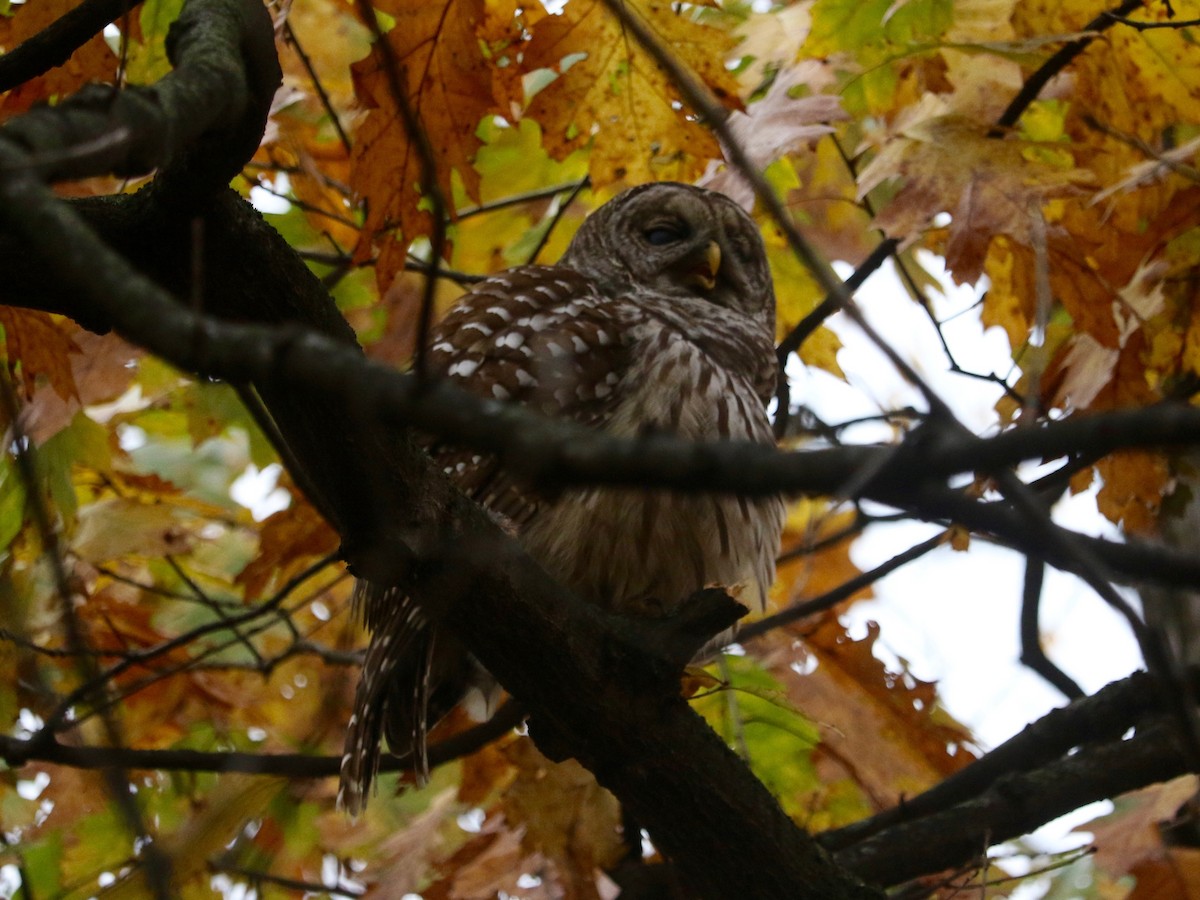 Chouette rayée - ML645540889