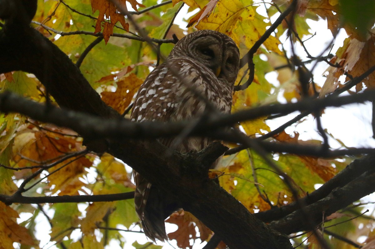 Chouette rayée - ML645540890