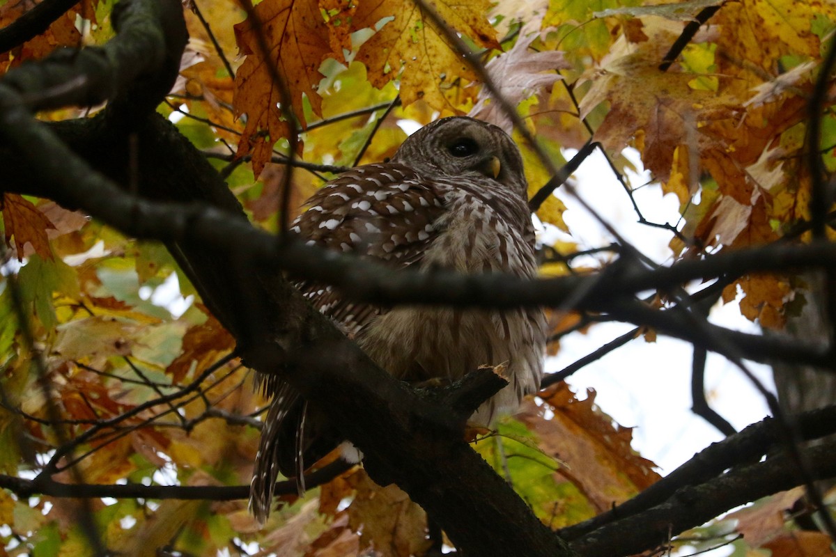Chouette rayée - ML645540891