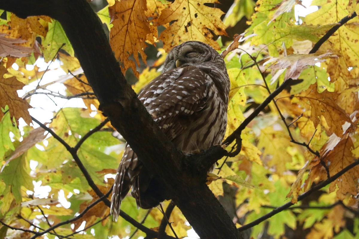 Chouette rayée - ML645540892