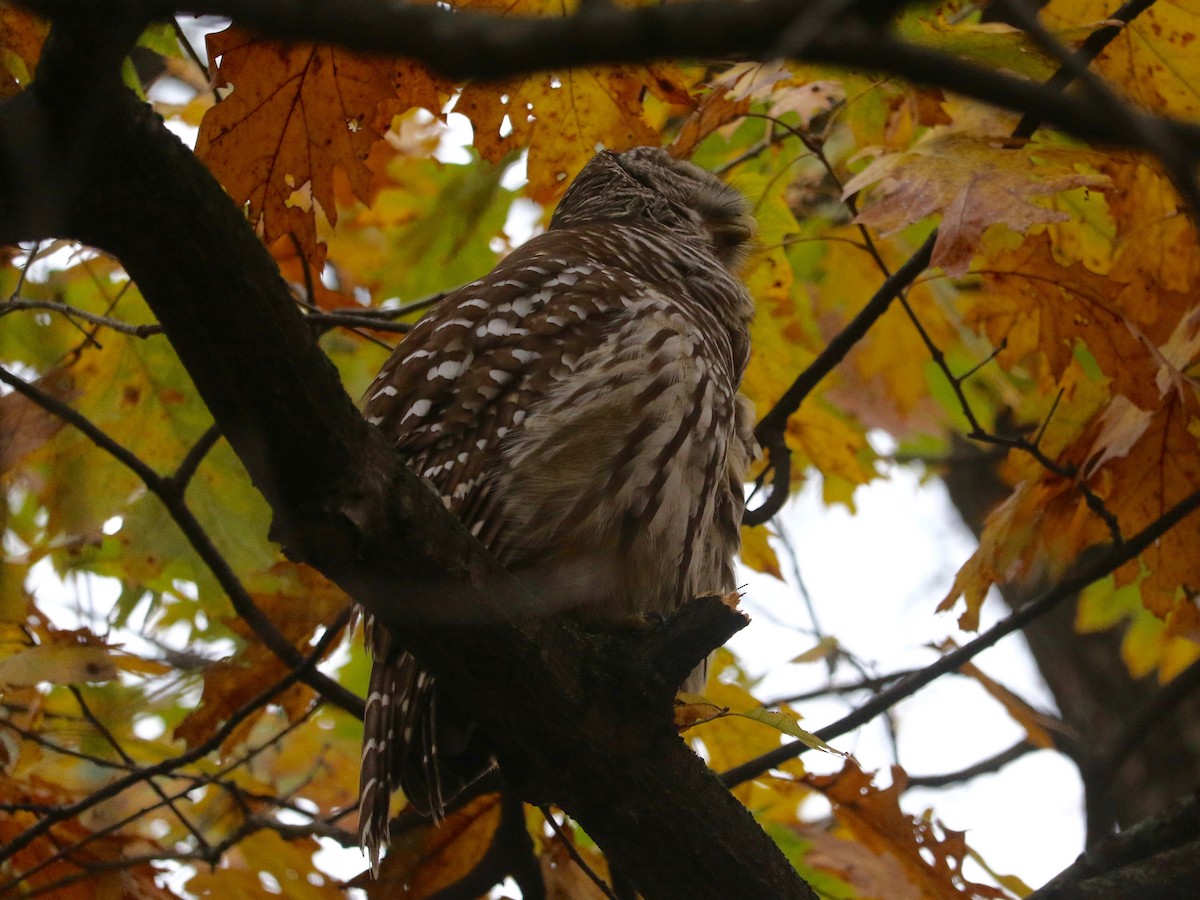 Chouette rayée - ML645540893