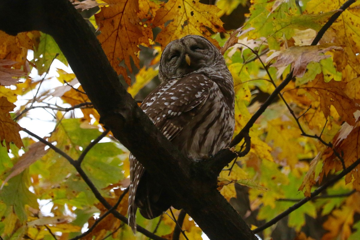 Chouette rayée - ML645540894