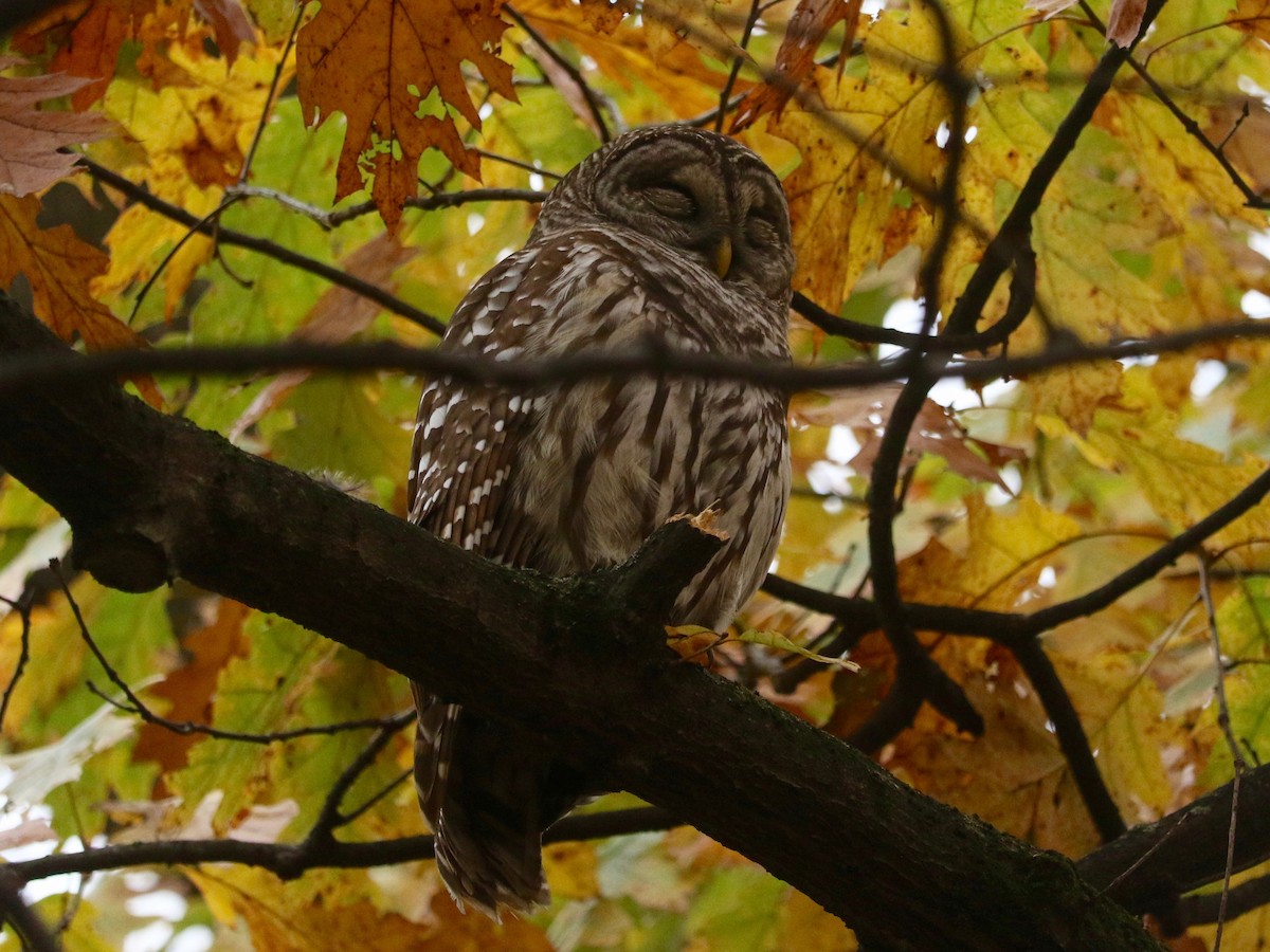 Chouette rayée - ML645540895