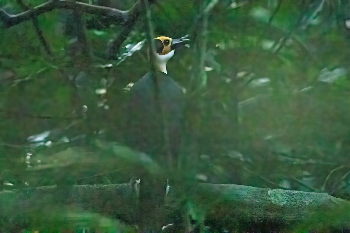 Гологолов західний - ML645540916