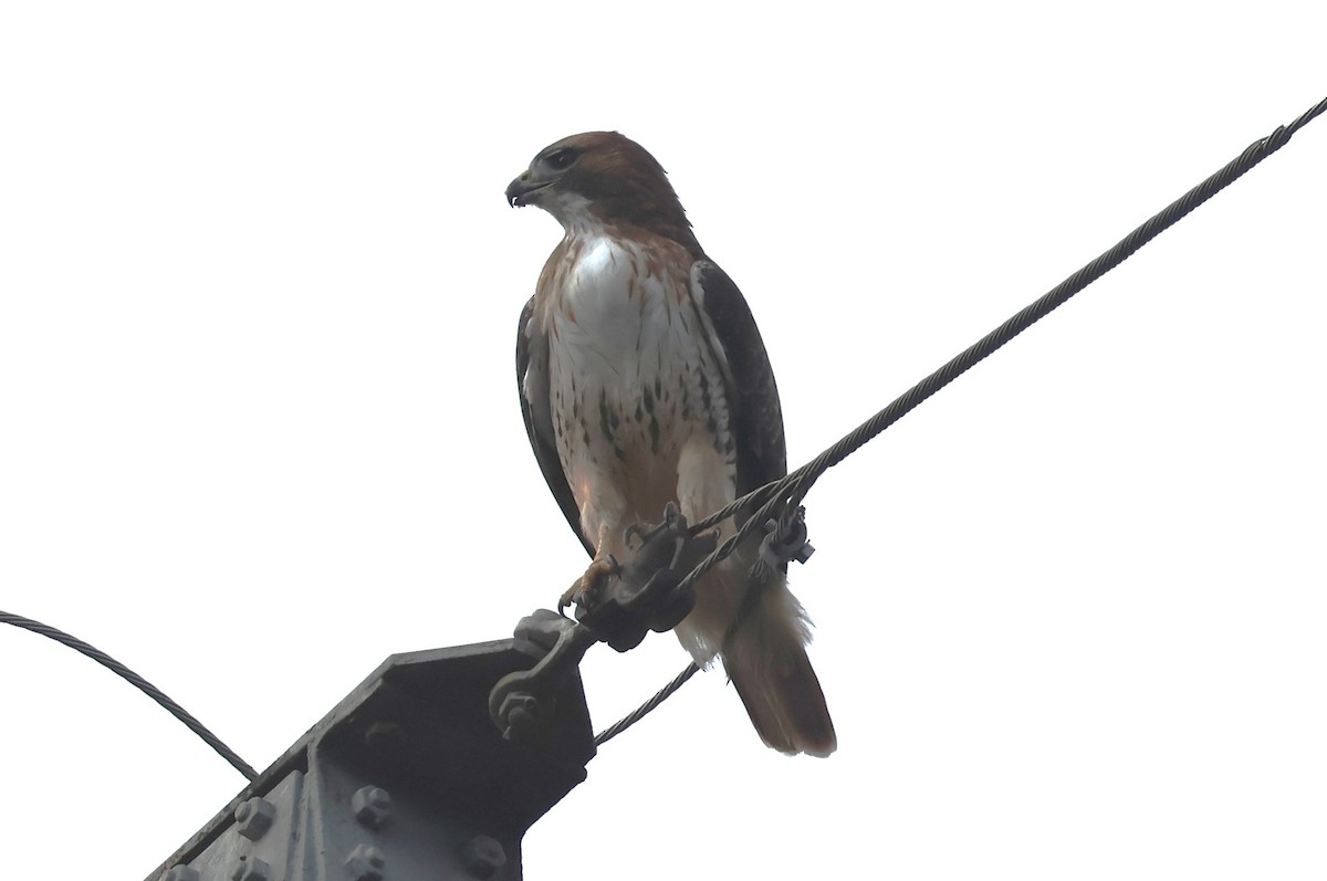 káně rudochvostá - ML645540920