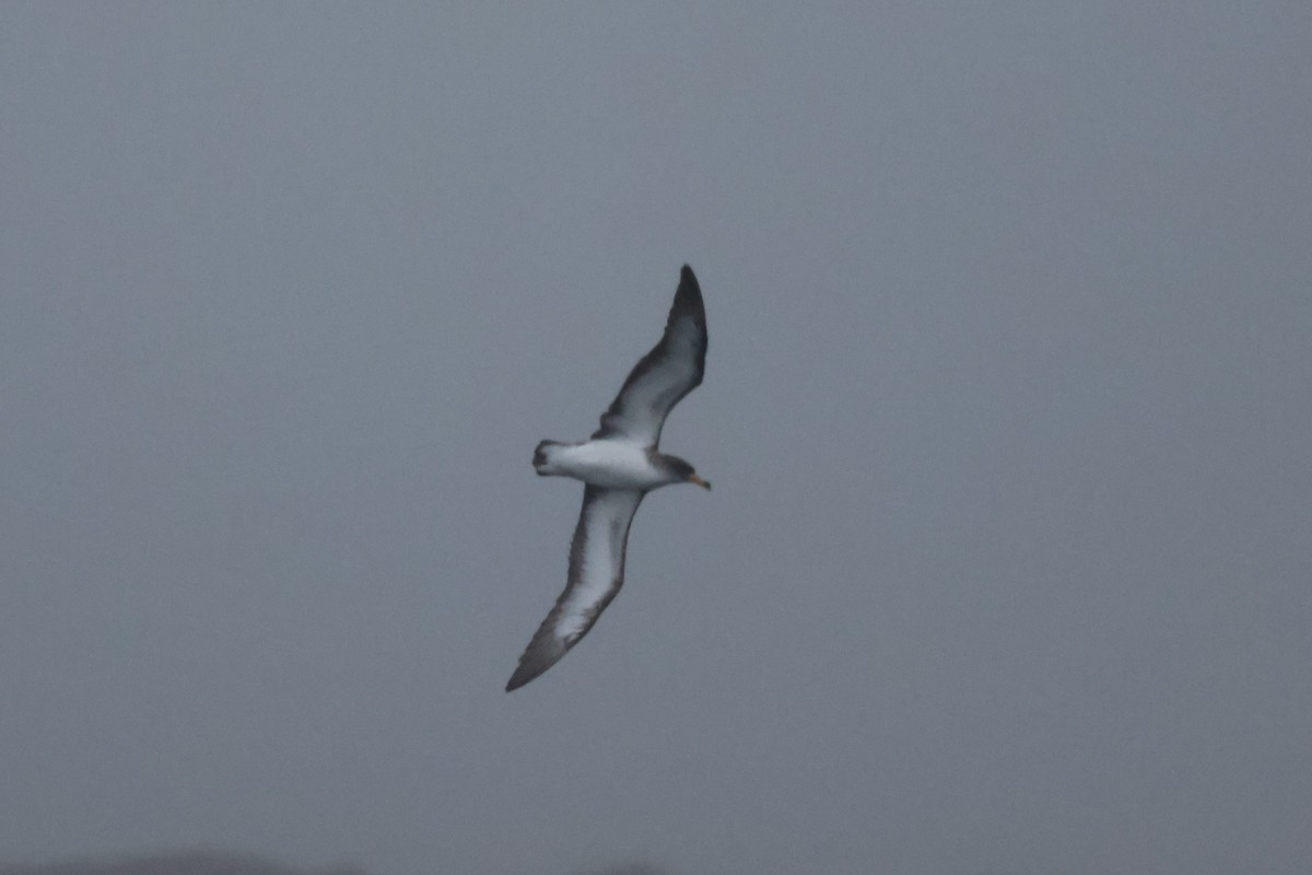 Cory's Shearwater - ML645540921