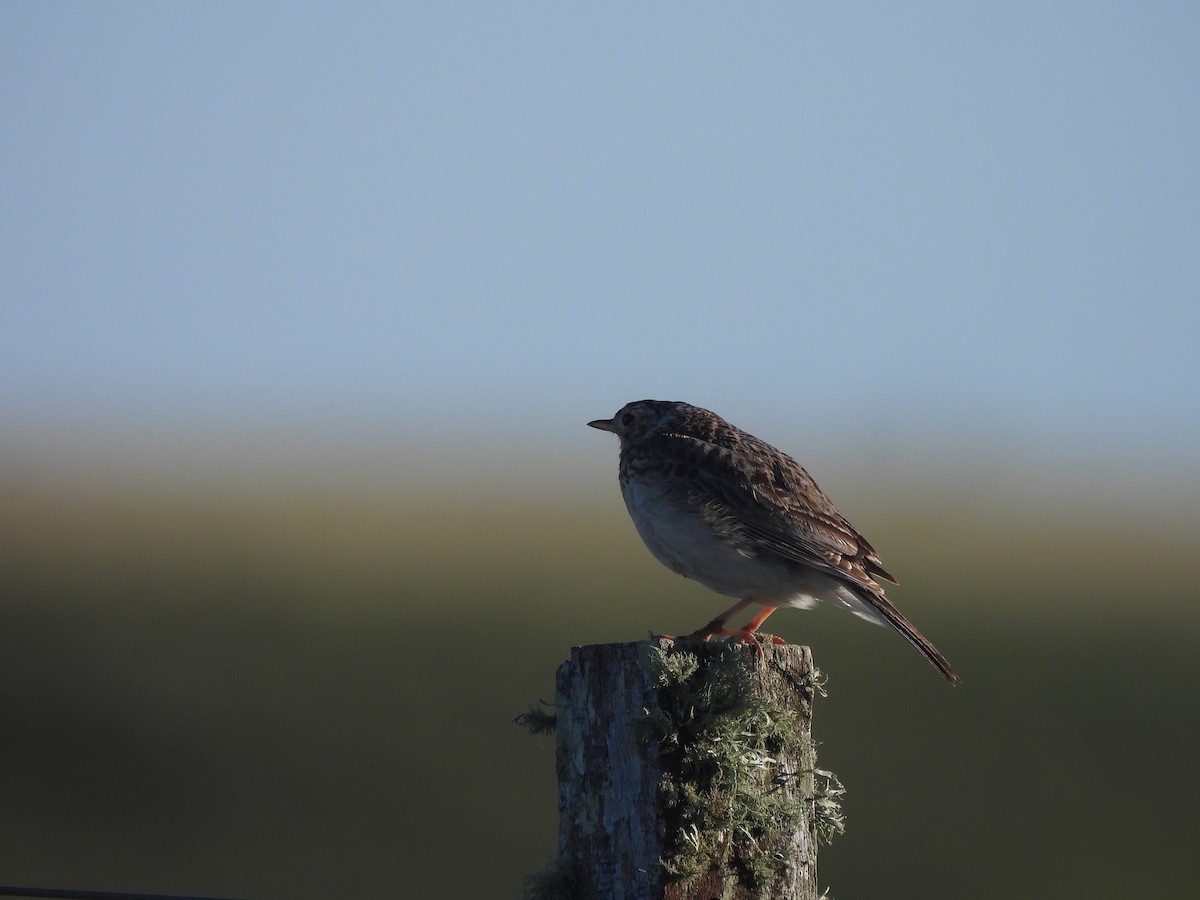 Short-billed Pipit - ML645540926