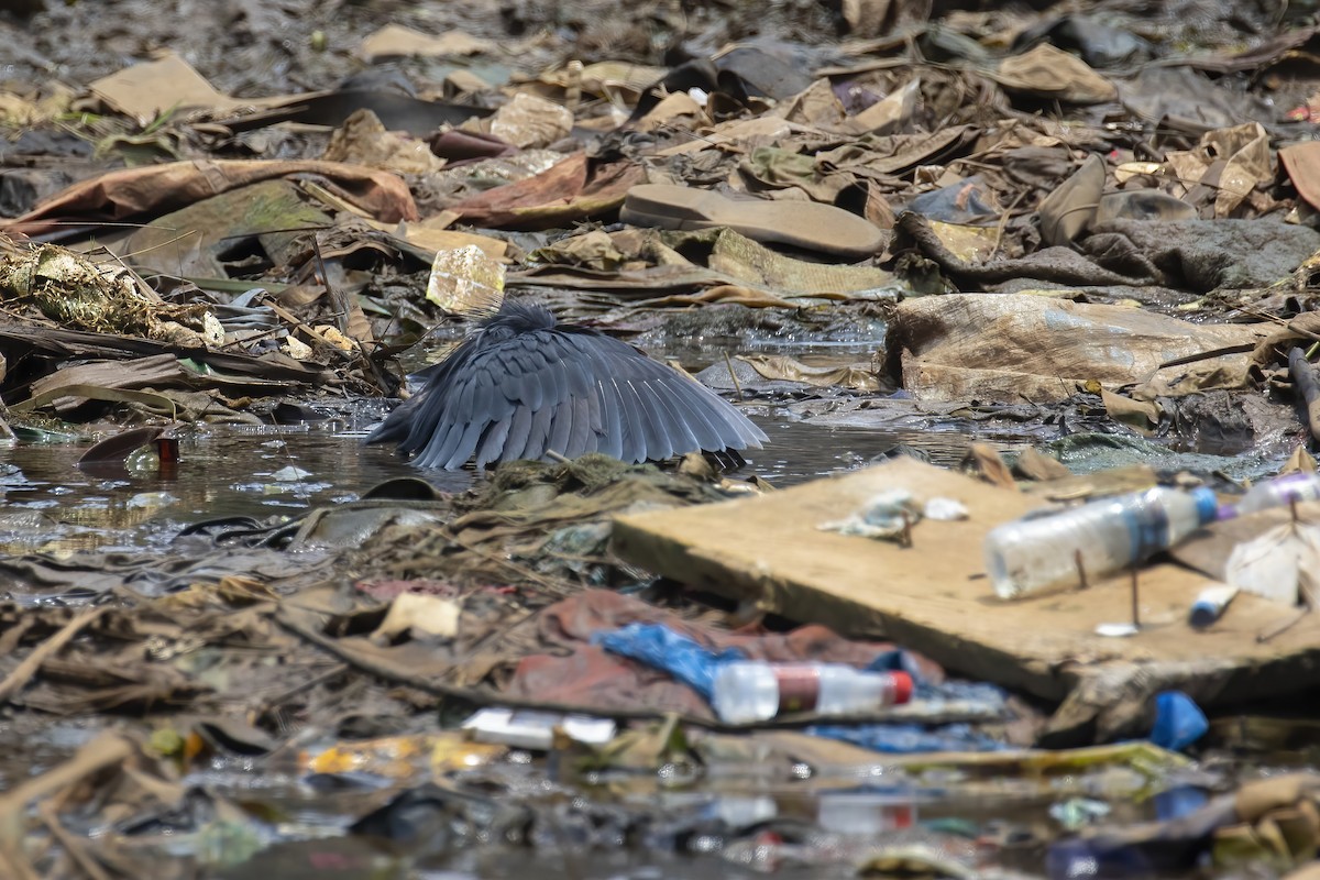 Black Heron - ML645540927