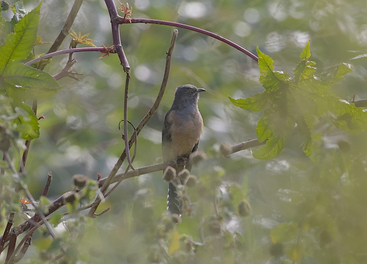 Plaintive Cuckoo - ML645540932