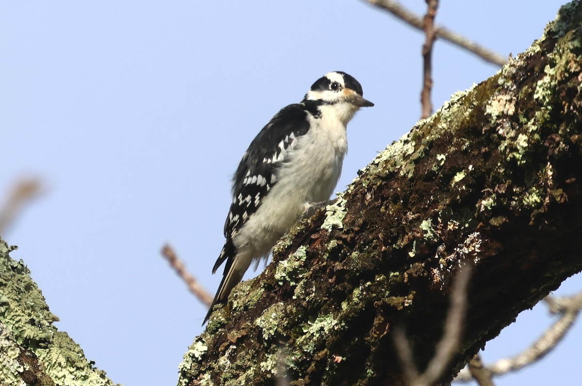 strakapoud americký - ML645540940