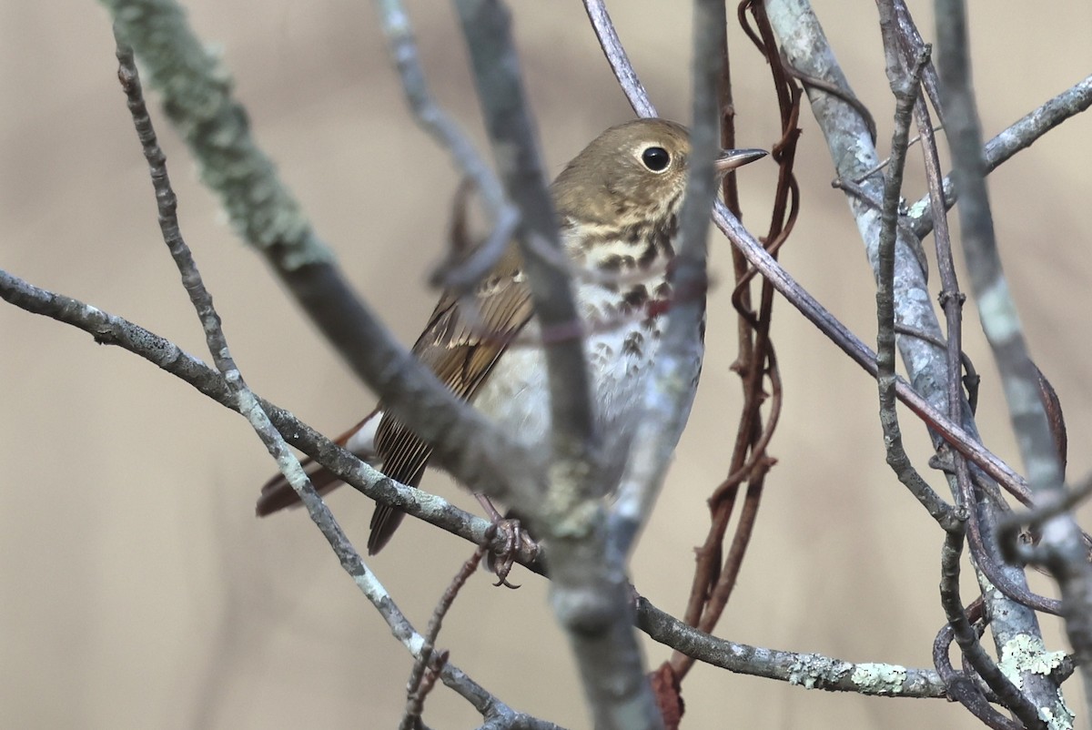 drozd rezavoocasý - ML645540947