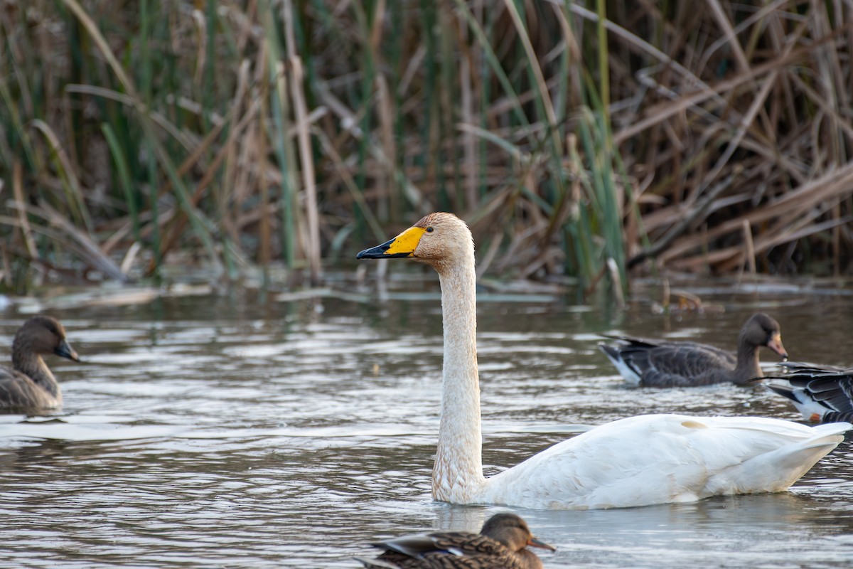 Whooper Swan - ML645540951