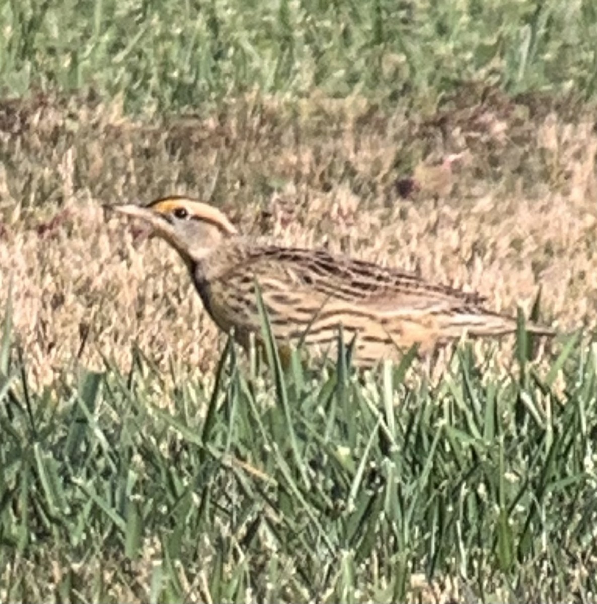 Eastern Meadowlark (Eastern) - ML645540952