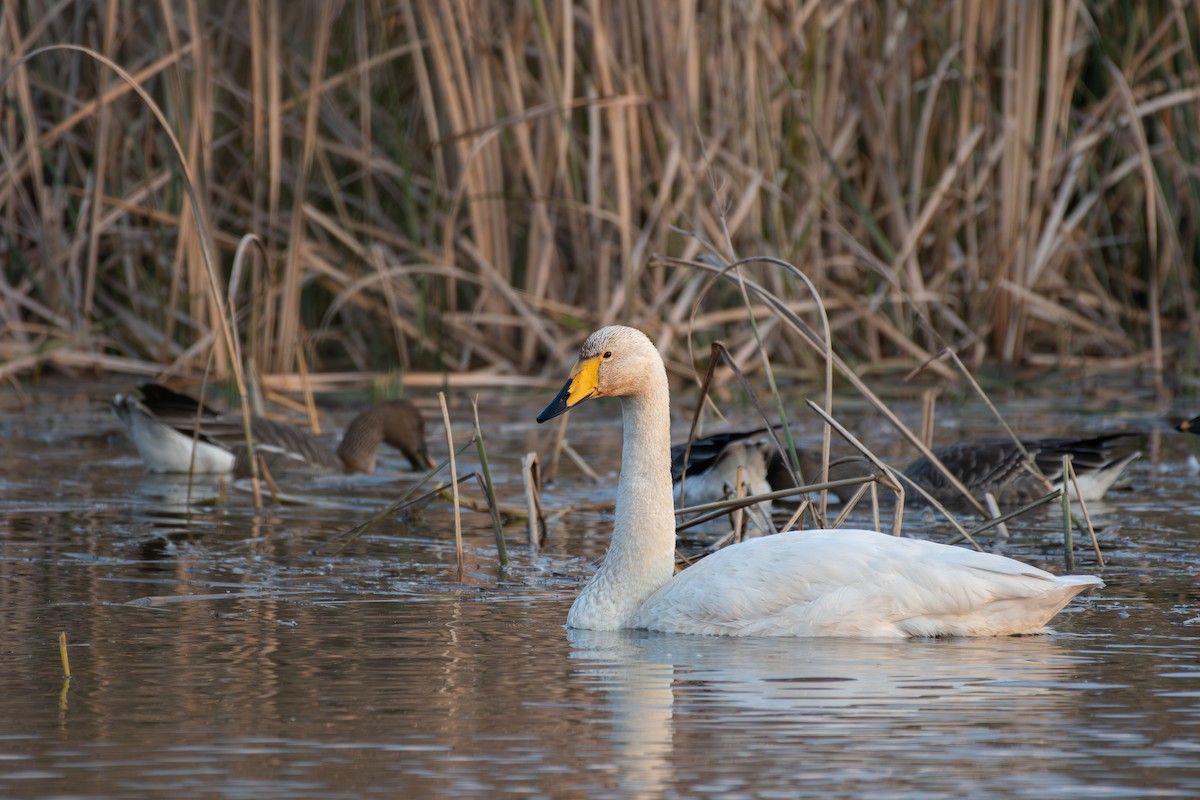 Whooper Swan - ML645540953