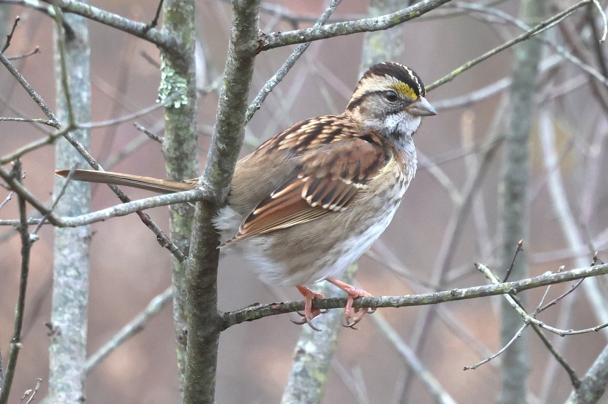 strnadec bělohrdlý - ML645540954