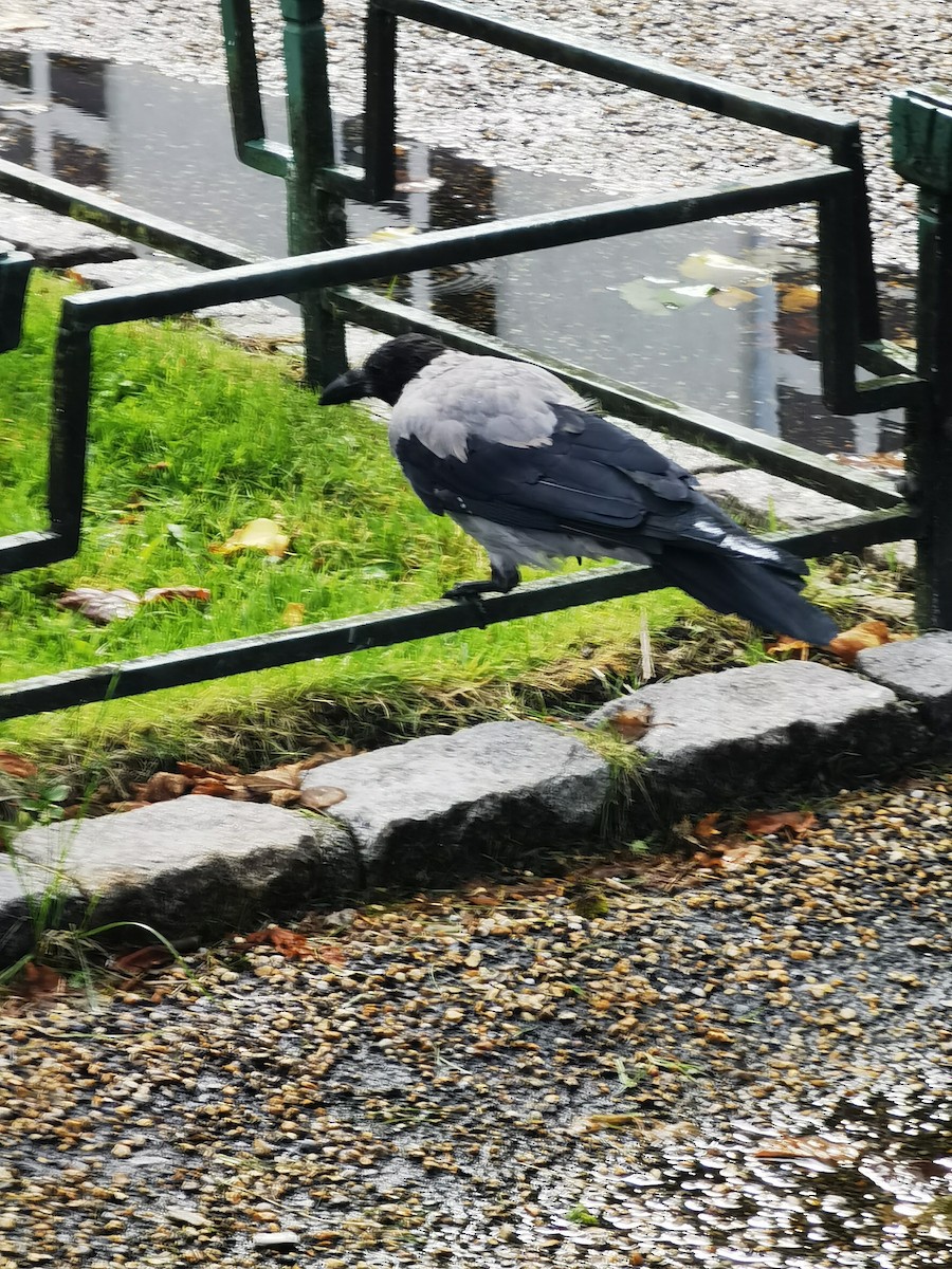 Carrion Crow - ML645540957