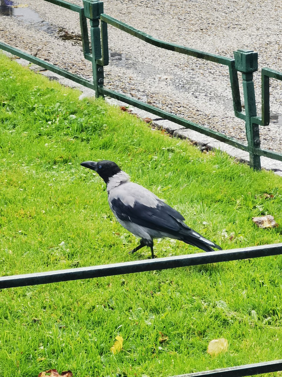 Carrion Crow - ML645540958