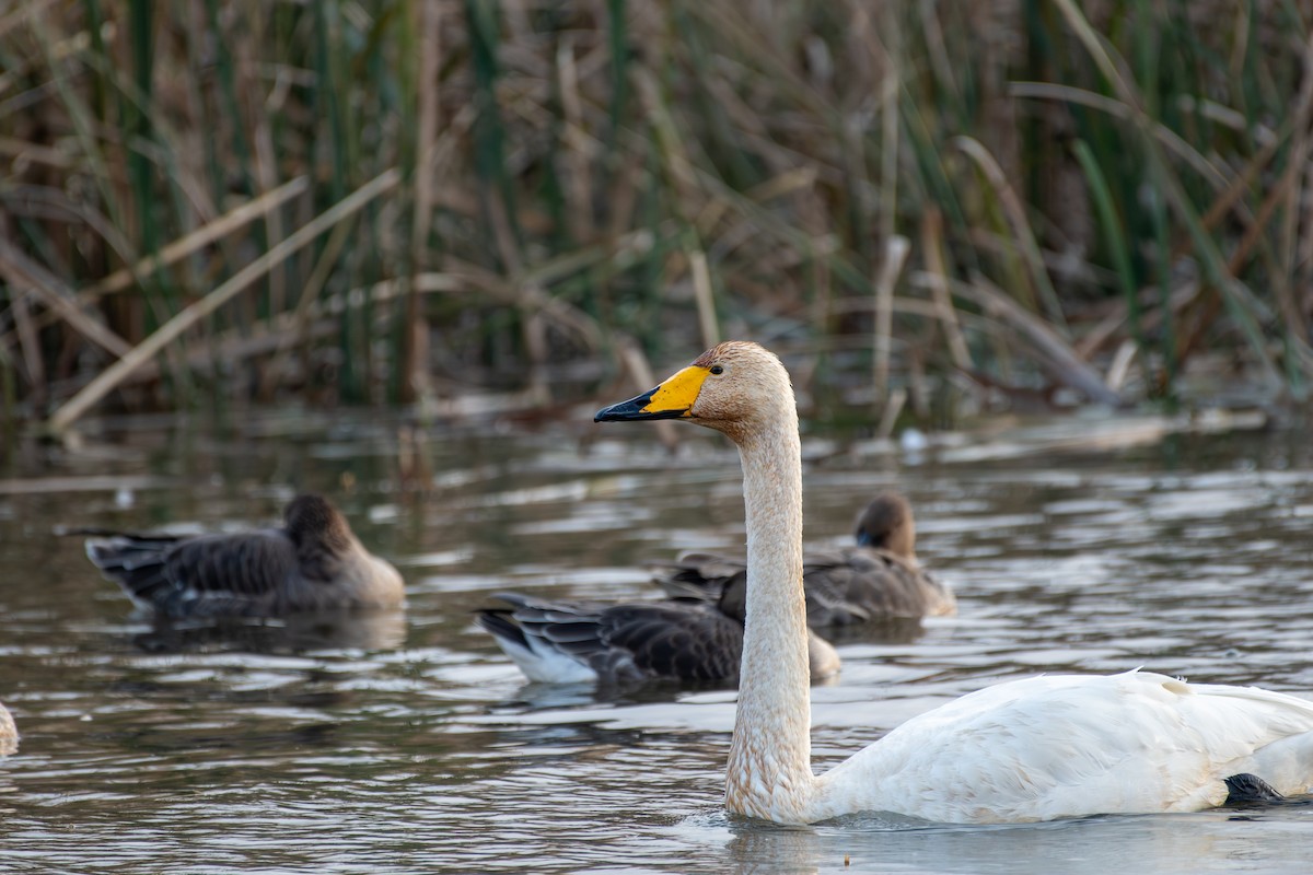 Whooper Swan - ML645540959