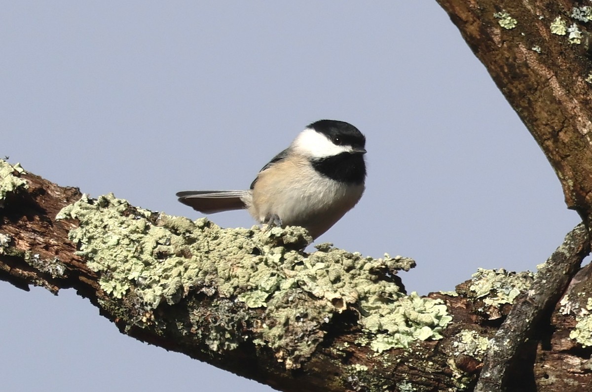 sýkora karolínská - ML645540960