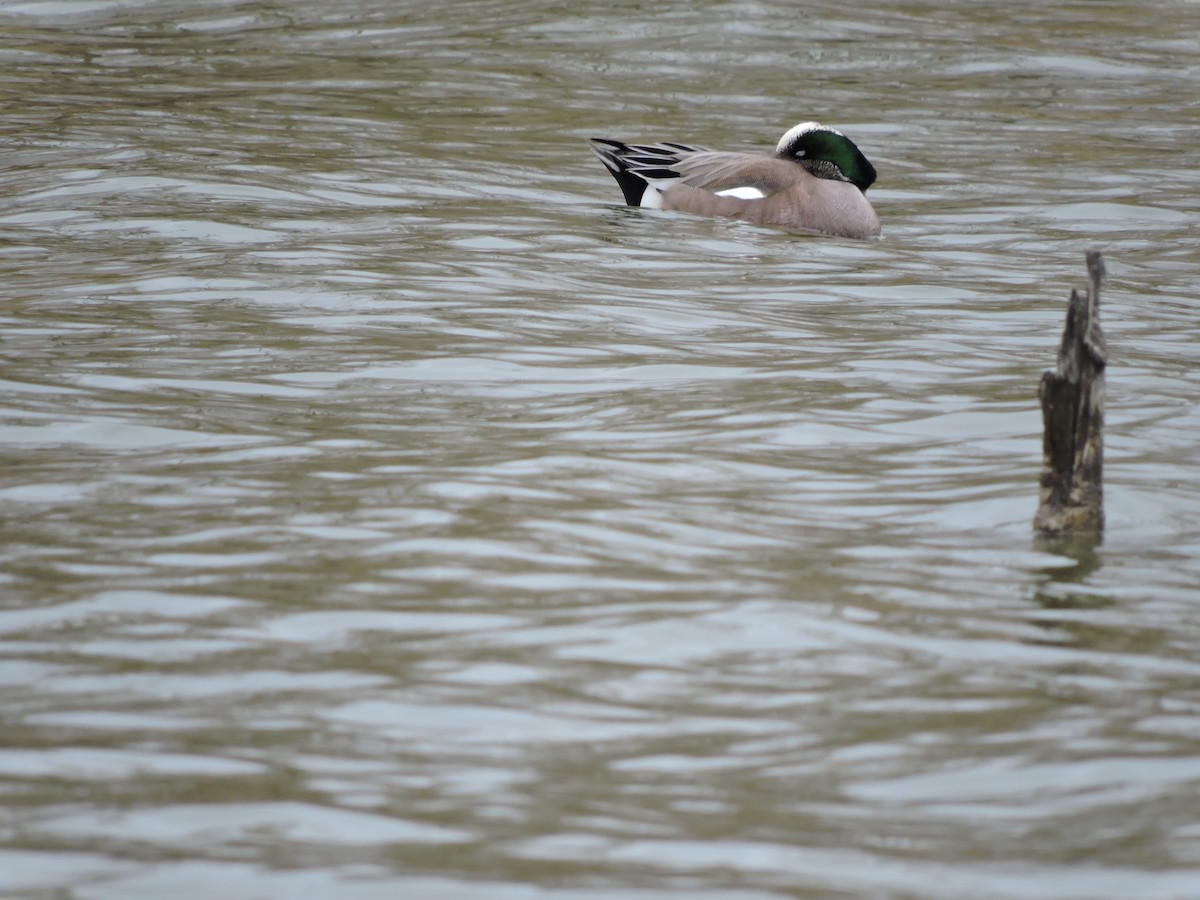 Свищ американський - ML645540961