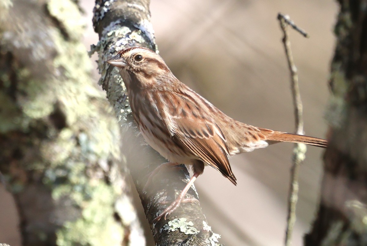 strnadec zpěvný - ML645540965