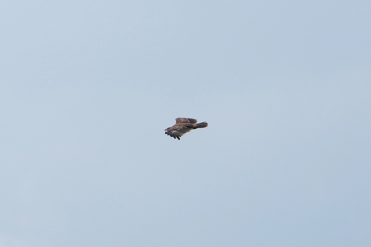 Tawny Eagle - ML645540968