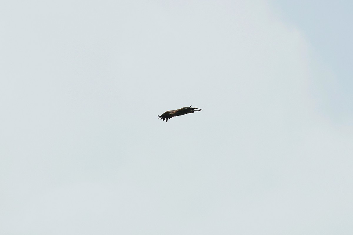 Tawny Eagle - ML645540969